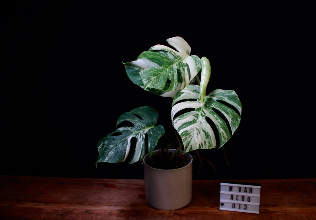 Monstera 1x1