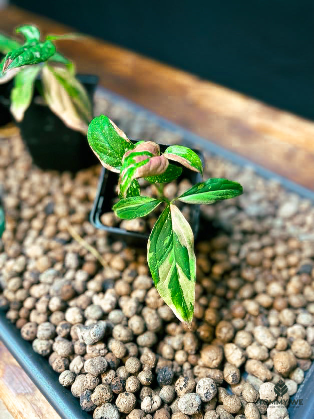 Syngonium Pink Spot Tricolor