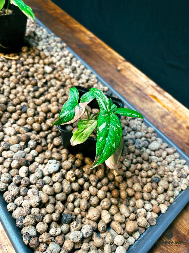 Syngonium Pink Spot Tricolor