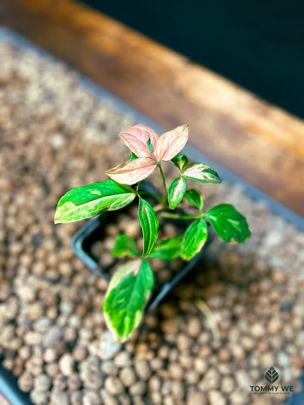 Syngonium Pink Spot Tricolor