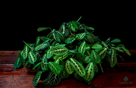 Maranta Lemon Lime