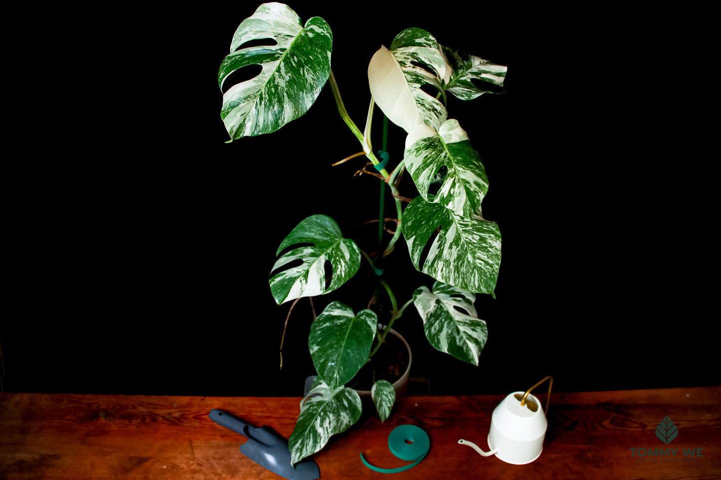 Monstera Variegata Albo