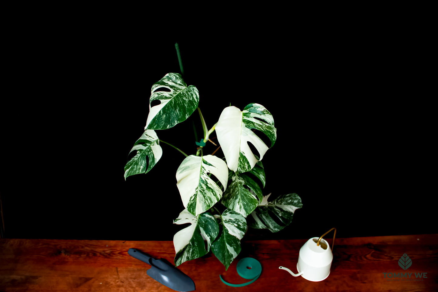 Monstera Variegata Albo