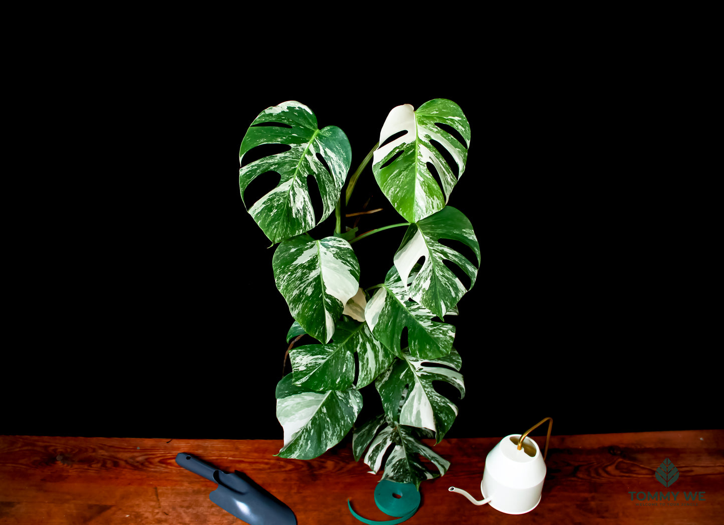 Monstera Variegata Albo