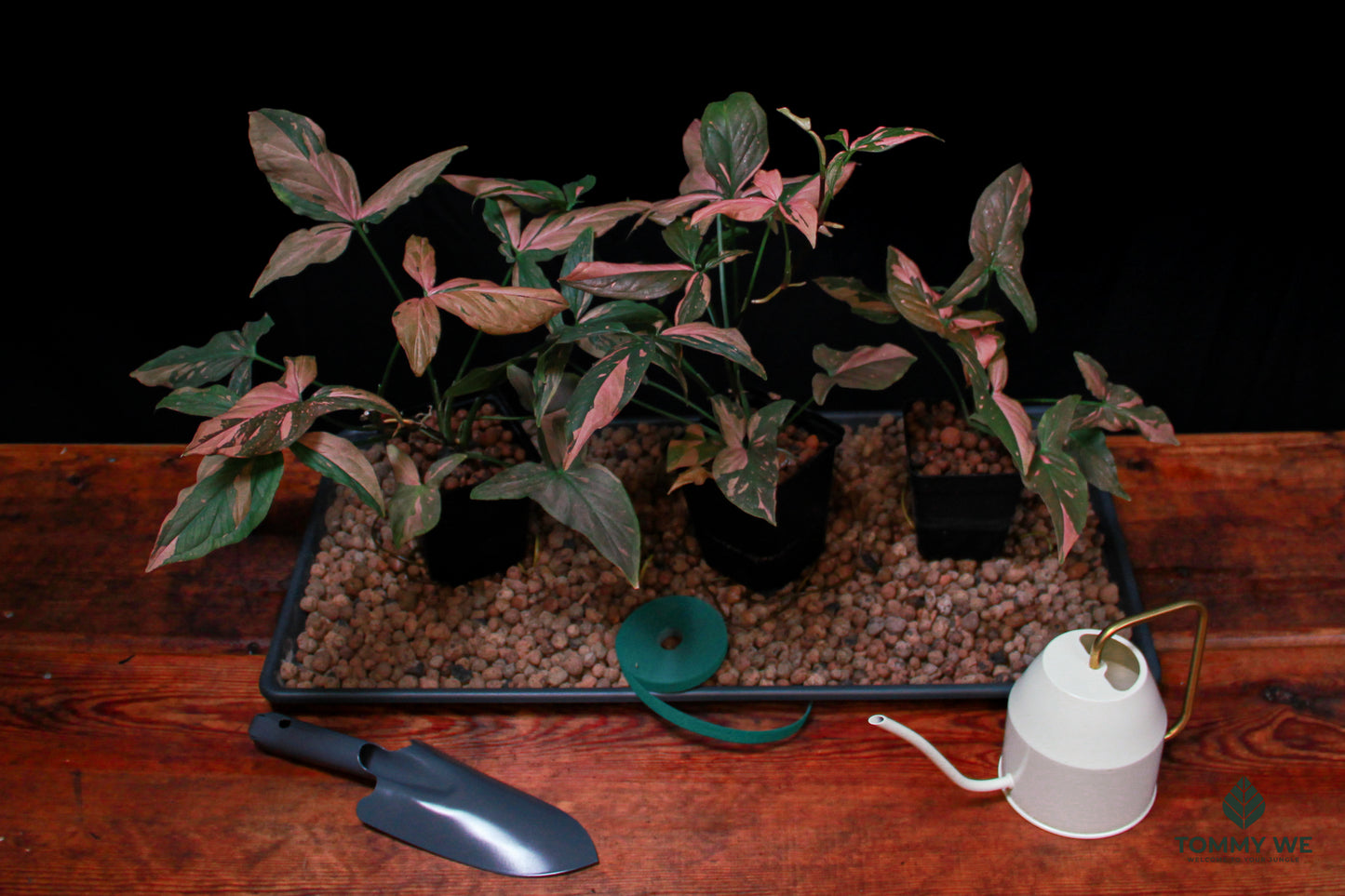 Syngonium Pink Spot