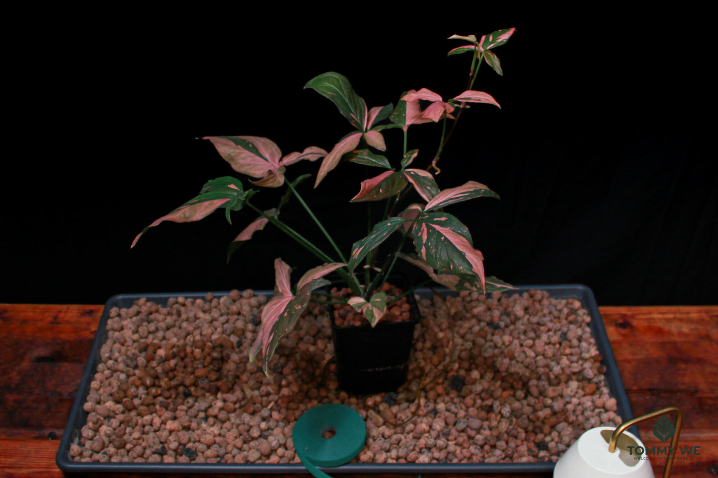 Syngonium Pink Spot