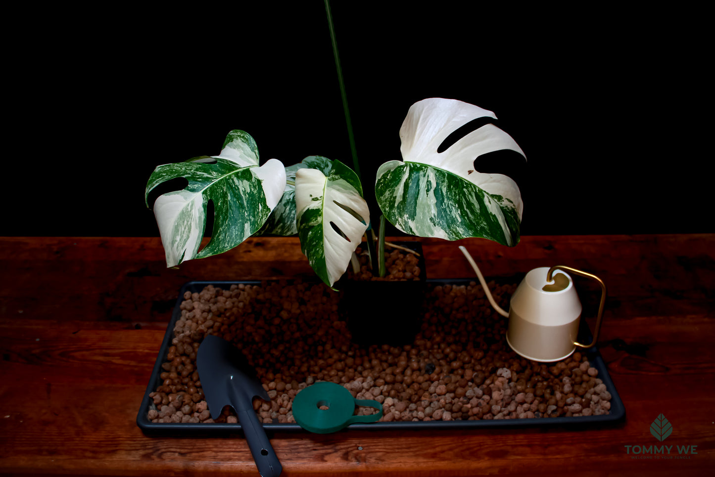 Monstera Variegata Albo