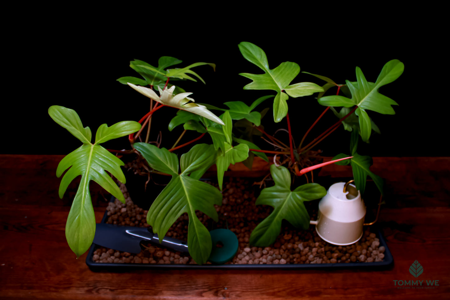 Philodendron Florida Ghost