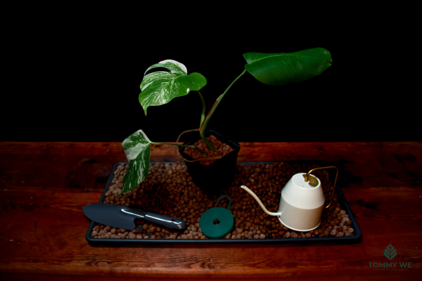 Monstera Variegata Albo